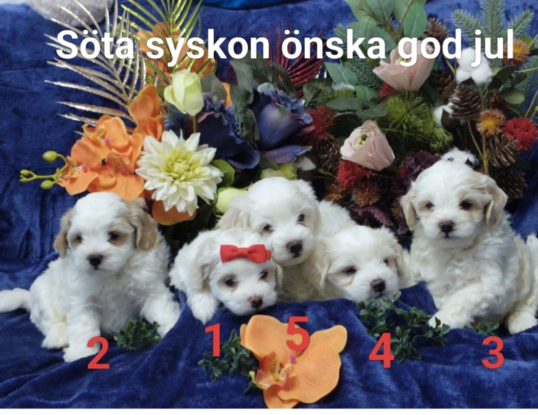 Huvudbild för Glada nyheter från oss 5 Maltipoo syskon!