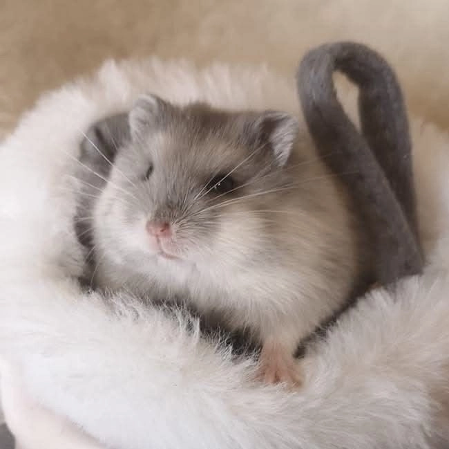 Huvudbild för Campbells dvärghamster