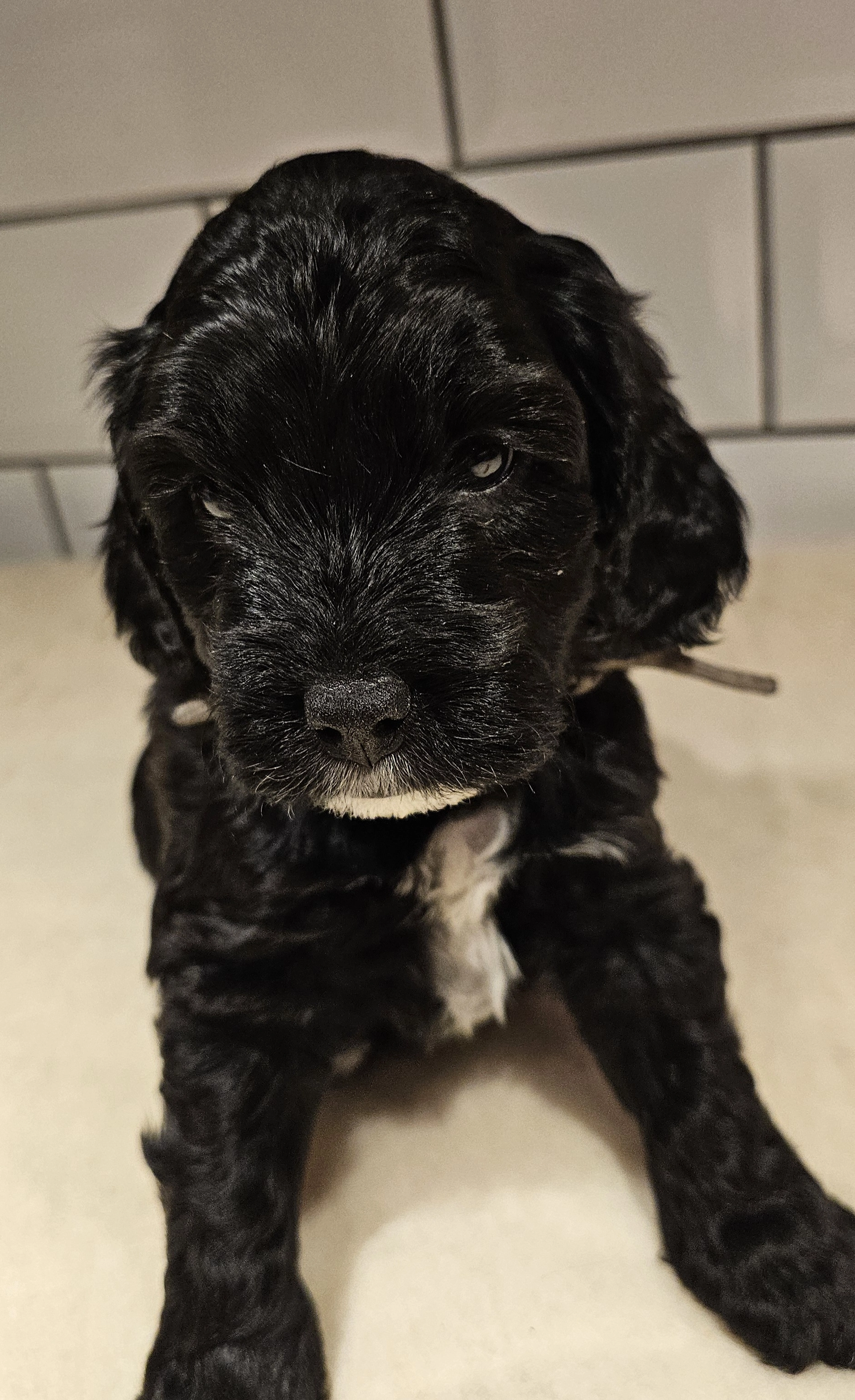 Huvudbild för Cockerpoo valpar