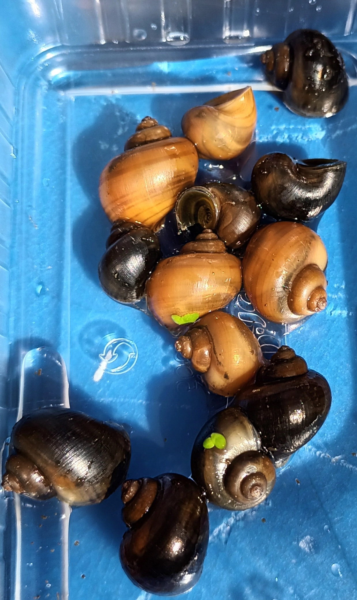 Huvudbild för Akvarie snäckor 