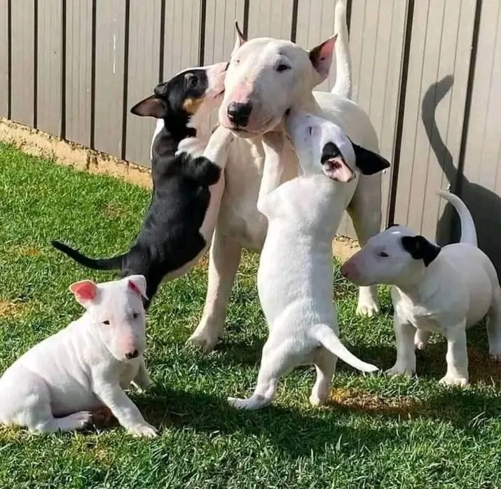 Huvudbild för Miniatyr Bullterrier-valpar (hanar och tikar)