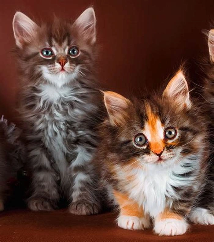 Huvudbild för Registrerad stamtavla Maine Coon kattungar