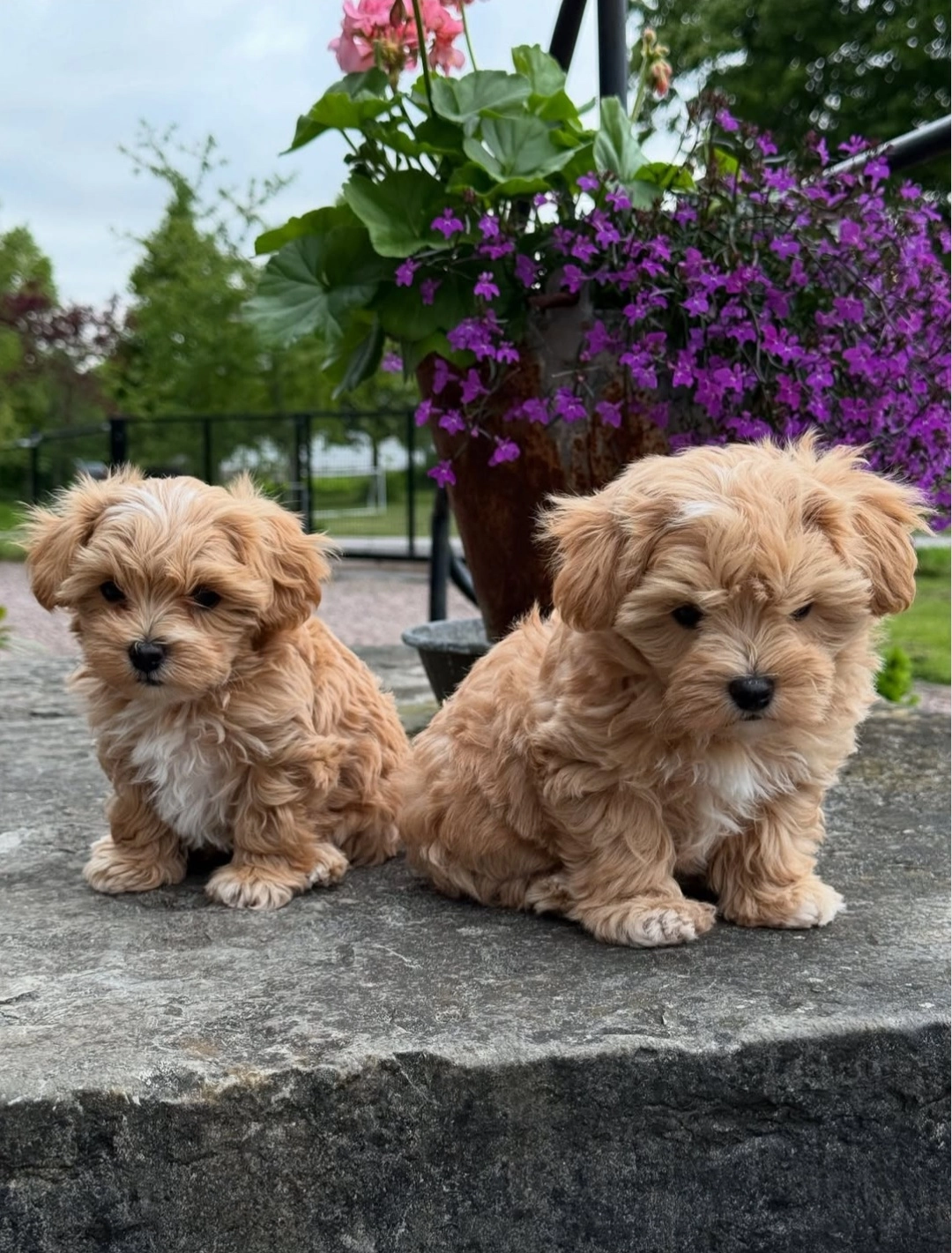 Huvudbild för Maltipoo-valpar