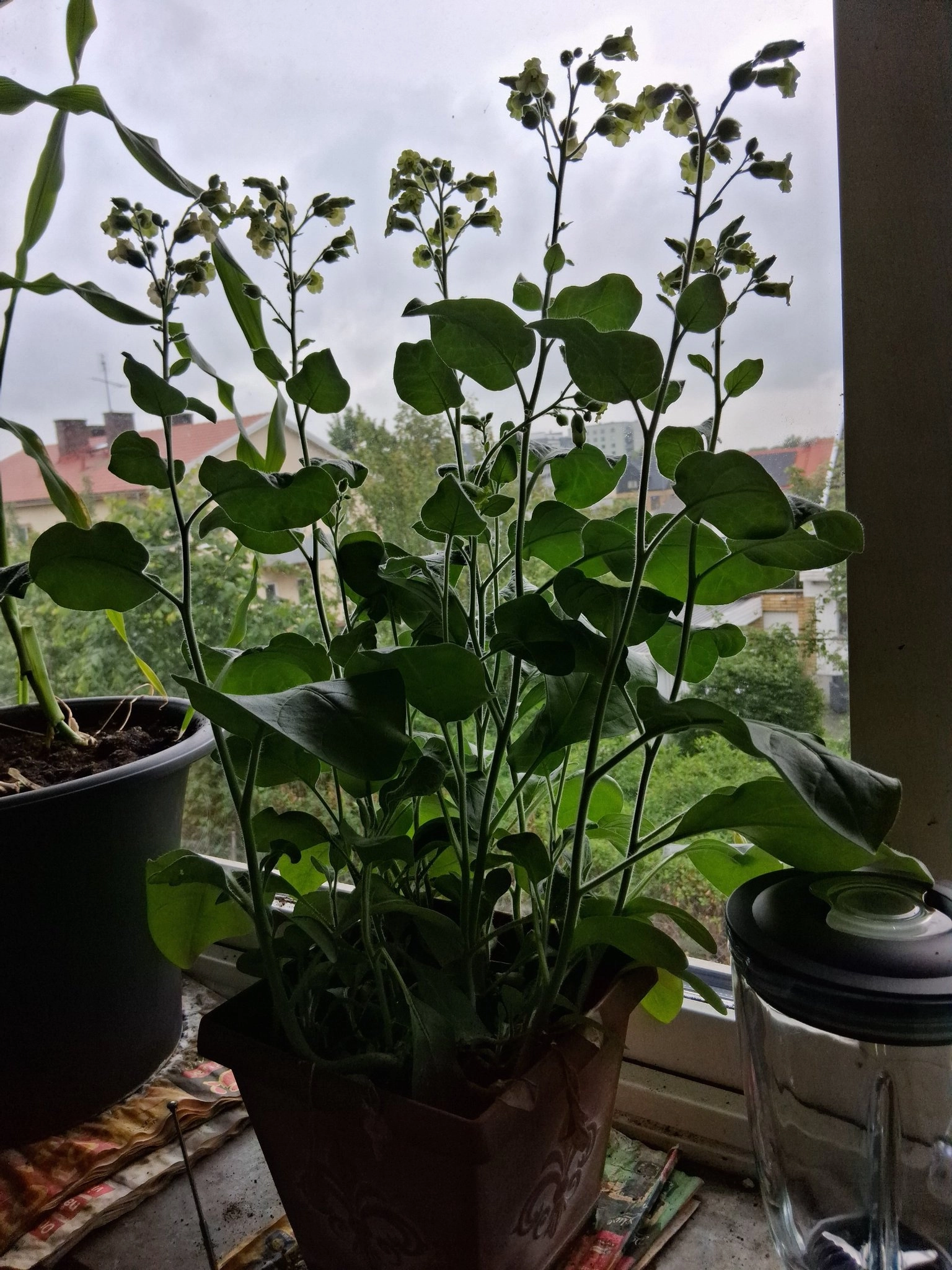 Huvudbild för Tobaksfrö Bondtobak Nicotiana rustica