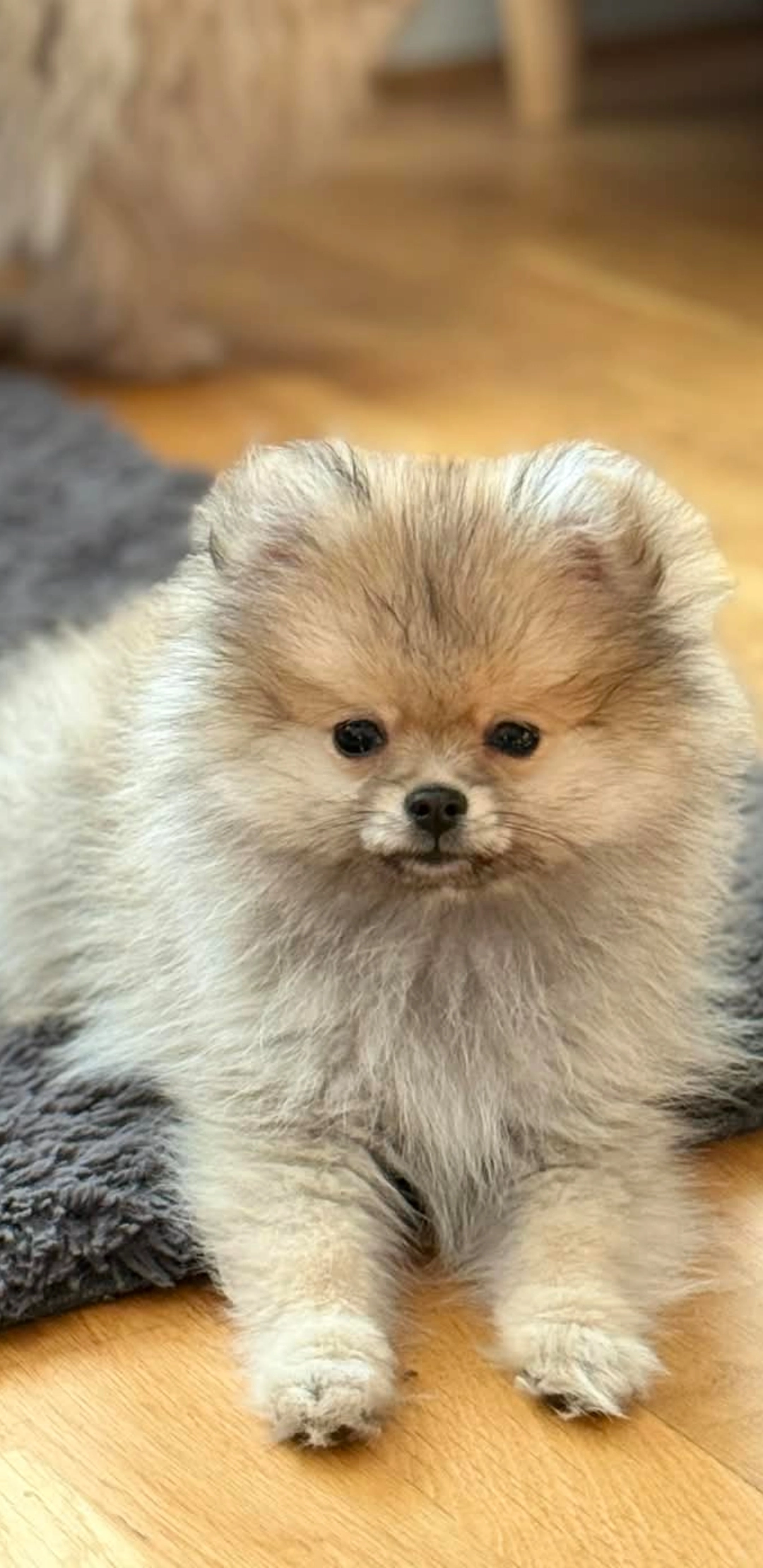 Huvudbild för Pomeranian valp