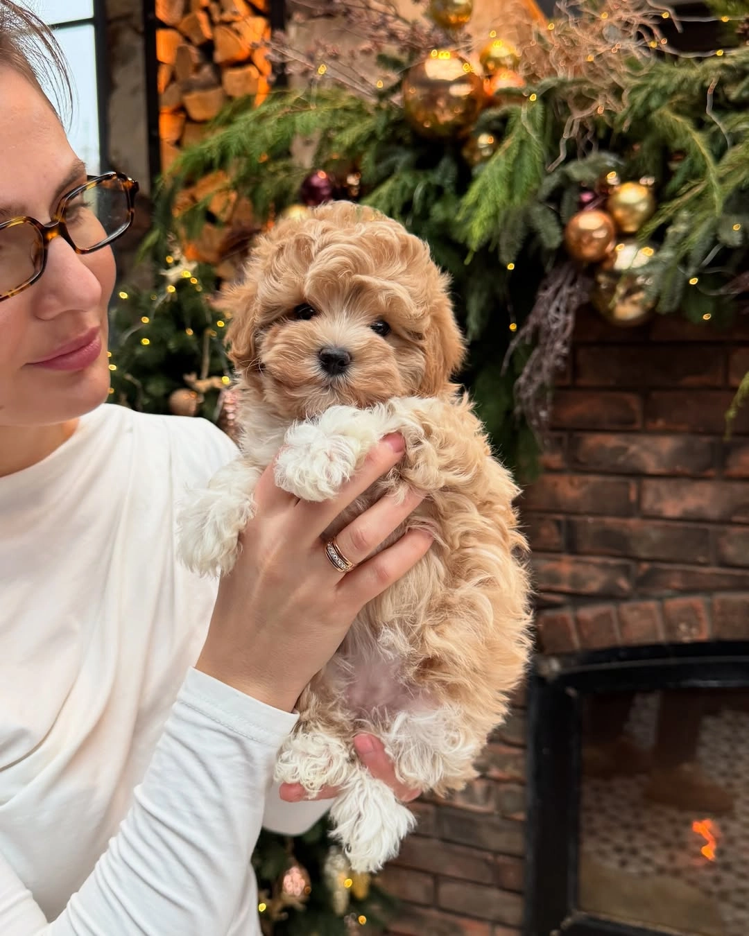 Huvudbild för Mini maltipoo