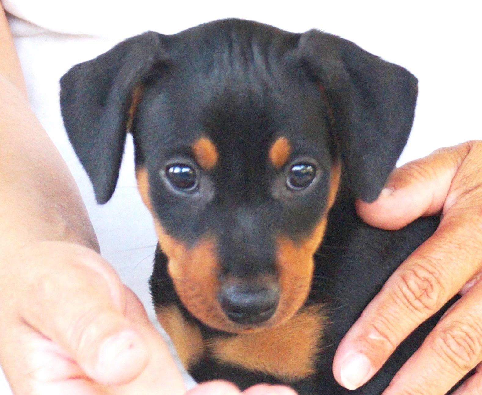 Huvudbild för Pinscher * Vacker tikvalp Reg. i SKK * Leveransklar 27/7 2025