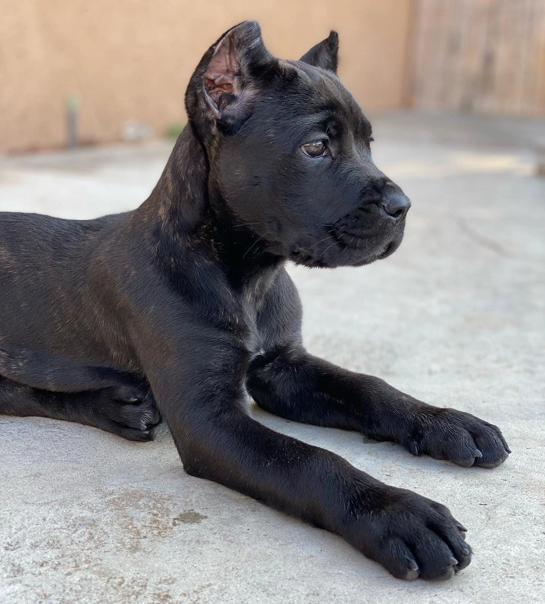 Huvudbild för Cane corso-valpar med dokument.