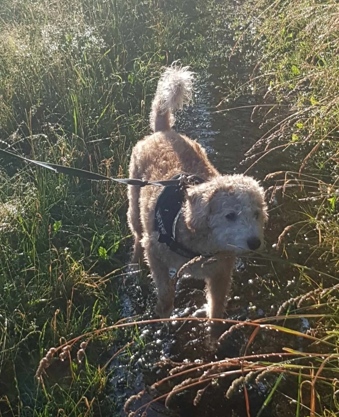 Huvudbild för Hundpassning 
